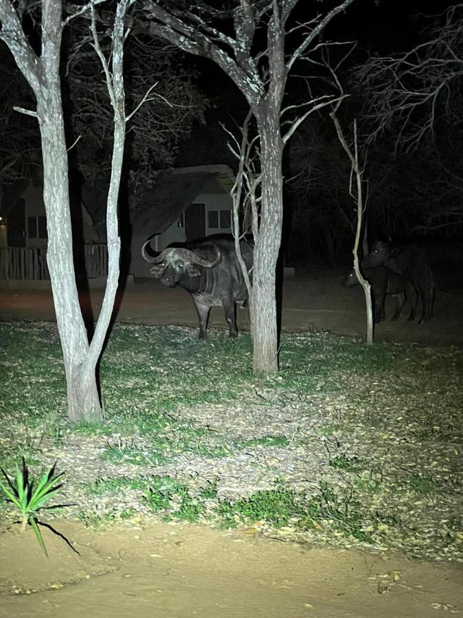 Wild Ride Safaris And Bush Camp Βίλα Hoedspruit Εξωτερικό φωτογραφία