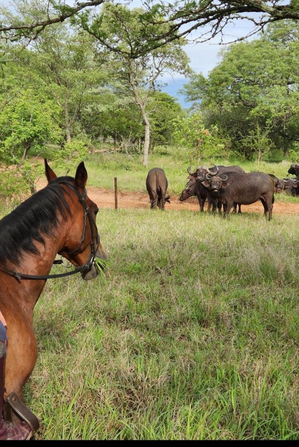 Wild Ride Safaris And Bush Camp Βίλα Hoedspruit Εξωτερικό φωτογραφία